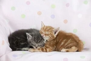 Images Dated 13th April 2011: Cat - Ginger and Grey Tabby kittens sleeping