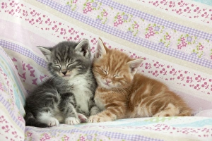 Images Dated 13th April 2011: Cat - Ginger and Grey Tabby kittens sleeping