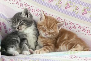 Kittens Collection: Cat - Ginger and Grey Tabby kittens sleeping