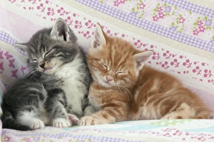 Images Dated 13th April 2011: Cat - Ginger and Grey Tabby kittens sleeping