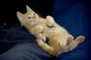 Images Dated 26th June 2005: Cat - ginger kitten