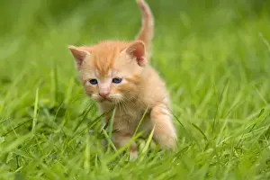 Cat - ginger kitten