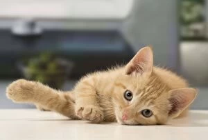 Cat - Ginger kitten
