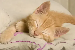 On Bed Prints: Cat - Ginger kitten, asleep