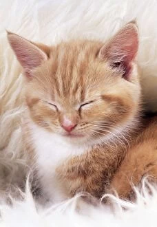 CAT - ginger kitten, asleep on rug