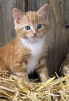 Images Dated 5th February 2014: Cat - Ginger kitten in barn