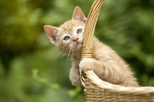 Cat - ginger kitten in basket