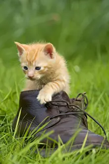 Shoe Prints: Cat - ginger kitten in boot