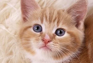 CAT - ginger kitten, close-up of face