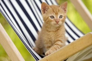 Images Dated 17th June 2005: Cat - ginger kitten on deckchair
