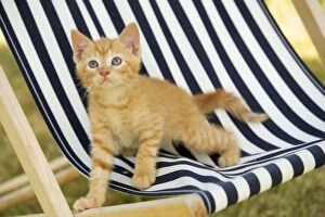 Cat - Ginger kitten on deckchair