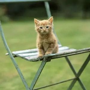 Garden Furniture Prints: Cat - ginger kitten on garden chair