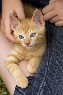 Cat - ginger kitten with girl