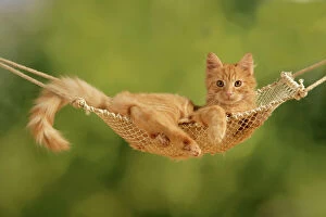 Baby Animals Collection: Cat - ginger kitten in hammock
