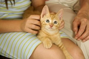 Cat - ginger kitten being held by owners
