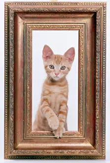 Ginger Prints: Cat Ginger kitten looking through picture frame