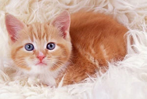 CAT - ginger kitten on rug