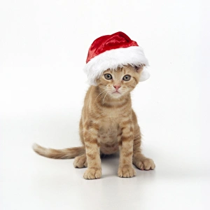 Kitten in a Christmas hat