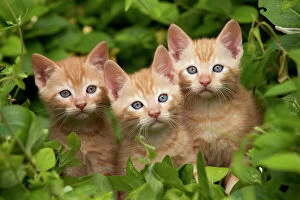 CAT - three ginger kittens, exploring garden