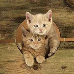 Cat - Ginger Kittens - peeping through hole