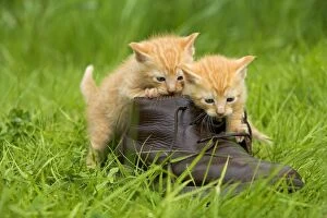 Cat - ginger kittens playing with persons shoe