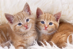 Cat - two ginger kittens