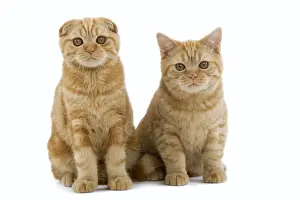 Ginger Prints: Cat - Ginger Scottish fold & British shorthair in studio