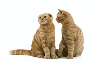 Cat - Ginger Scottish fold & British shorthair in studio