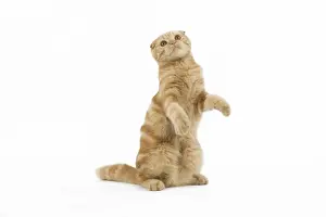 Highland Folds Prints: Cat - Ginger Scottish fold on hind legs in studio
