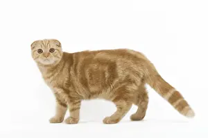 Highland Folds Prints: Cat - Ginger Scottish fold in studio