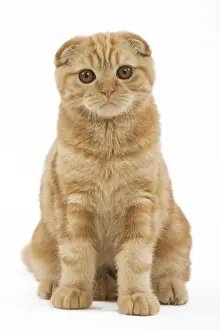Cat - Ginger Scottish fold in studio