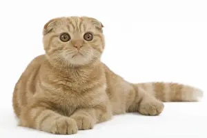 Cat - Ginger Scottish fold in studio