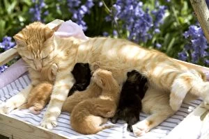 Cat - ginger tabby with 6 kittens suckling