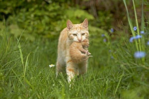 Images Dated 29th April 2005: Cat - ginger tabby carrying newborn kitten