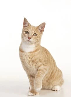 Images Dated 27th September 2011: CAT - Ginger tabby cat