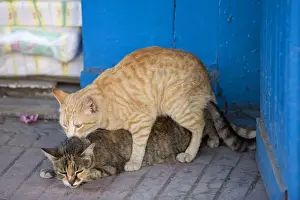 Cat - ginger & tabby cat mating. Morocco