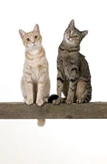 CAT - Ginger and tabby cat sitting together on a beam