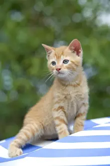 Cat - ginger tabby kitten