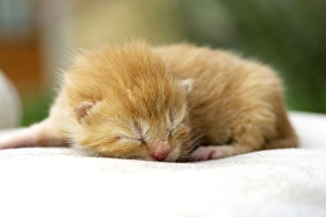 Images Dated 29th April 2005: Cat - ginger tabby kitten