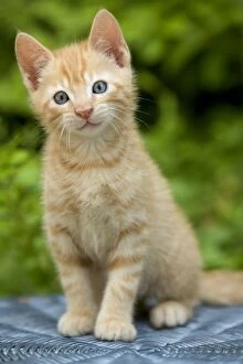 Cat - ginger tabby kitten
