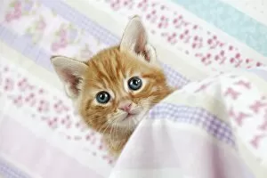 Images Dated 13th April 2011: Cat - Ginger Tabby kitten