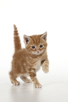 Images Dated 13th April 2011: Cat - Ginger Tabby kitten