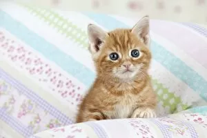 Images Dated 13th April 2011: Cat - Ginger Tabby kitten