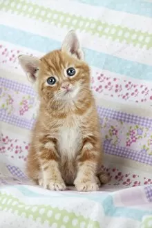 Small Pets Collection: Cat - Ginger Tabby kitten