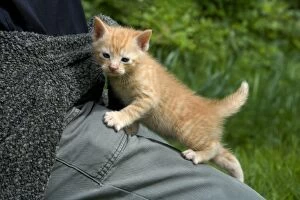 Cat - ginger tabby kitten on persons lap