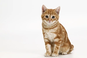 Images Dated 6th January 2005: Cat - Ginger tabby kitten sitting