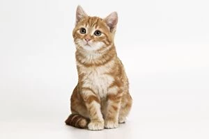 Cat - Ginger tabby kitten sitting