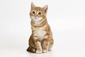 Images Dated 6th January 2005: Cat - Ginger tabby kitten sitting