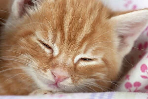 Images Dated 13th April 2011: Cat - Ginger Tabby kitten sleeping