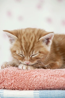 Images Dated 13th April 2011: Cat - Ginger Tabby kitten sleeping